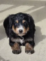 Oakley, a female Miniature Bernedoodle for sale in Beach City, OH – 2 of 2