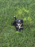 Lola, a female Miniature Bernedoodle for sale in Beach City, OH – 3 of 4