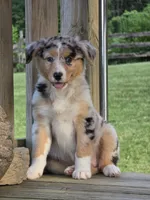 Kya, a female Australian Shepherd for sale in Beach City, OH – 3 of 4