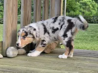 Kya, a female Australian Shepherd for sale in Beach City, OH – 4 of 4
