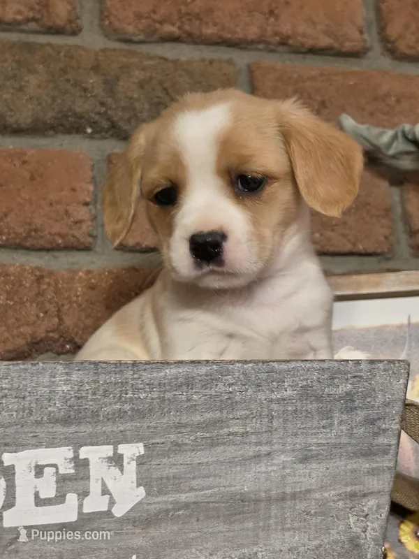 Coco puff  – Cavapoo puppy for sale in Beach City, OH