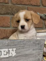 Coco puff , a male Cavapoo for sale in Beach City, OH – Photo 1 of 2