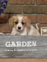 Coco puff , a male Cavapoo for sale in Beach City, OH – Photo 2 of 2