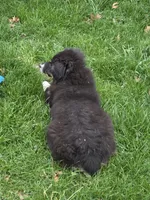 Mia, a female Miniature Australian Shepherd for sale in Beach City, OH – Photo 5 of 6