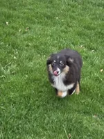 Mia, a female Miniature Australian Shepherd for sale in Beach City, OH – Photo 2 of 6