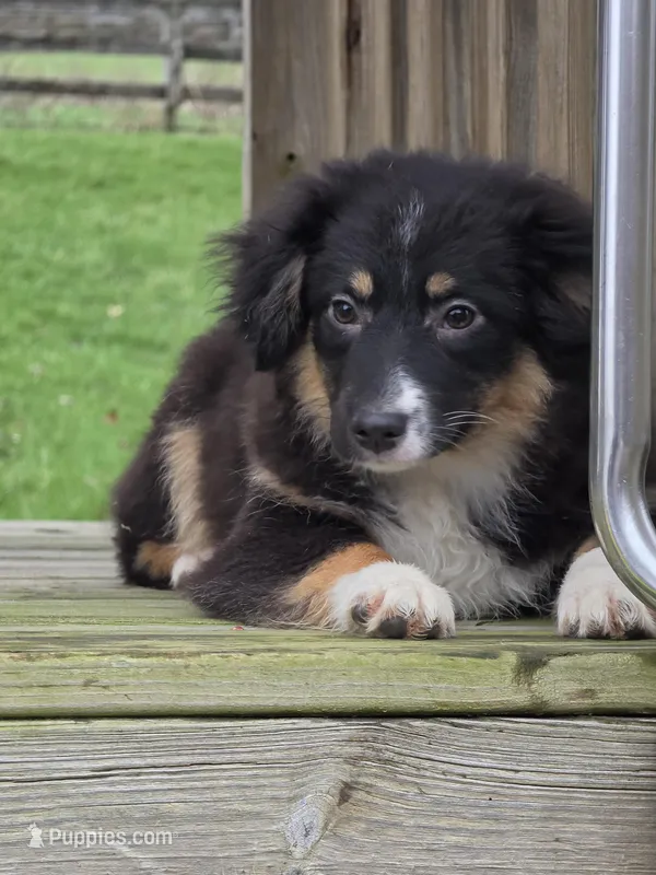 Mia – Miniature Australian Shepherd puppy for sale in Beach City, OH