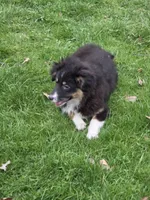 Mia, a female Miniature Australian Shepherd for sale in Beach City, OH – Photo 3 of 6