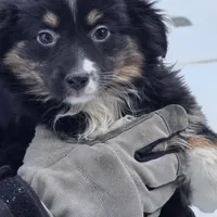 Mia, a female Miniature Australian Shepherd for sale in Beach City, OH – Photo 6 of 6