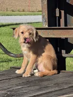 Ruby, a female Cavalier King Charles Spaniel and Miniature Labradoodle for sale in Beach City, OH – 3 of 4