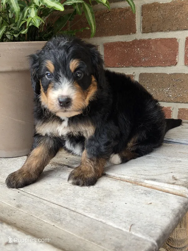 Oakley – Miniature Bernedoodle puppy for sale in Beach City, OH