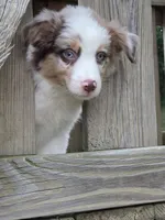 Rudy, a male Australian Shepherd for sale in Beach City, OH – 3 of 4