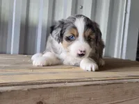 Jasmine, a female Miniature Australian Shepherd for sale in Beach City, OH – 3 of 4