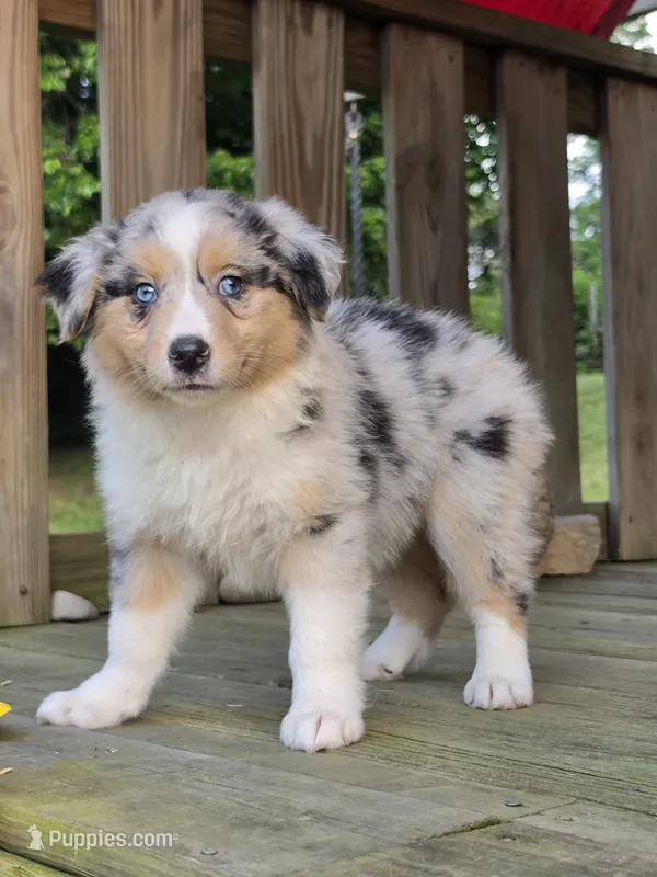 Stella – Australian Shepherd puppy for sale in Beach City, OH