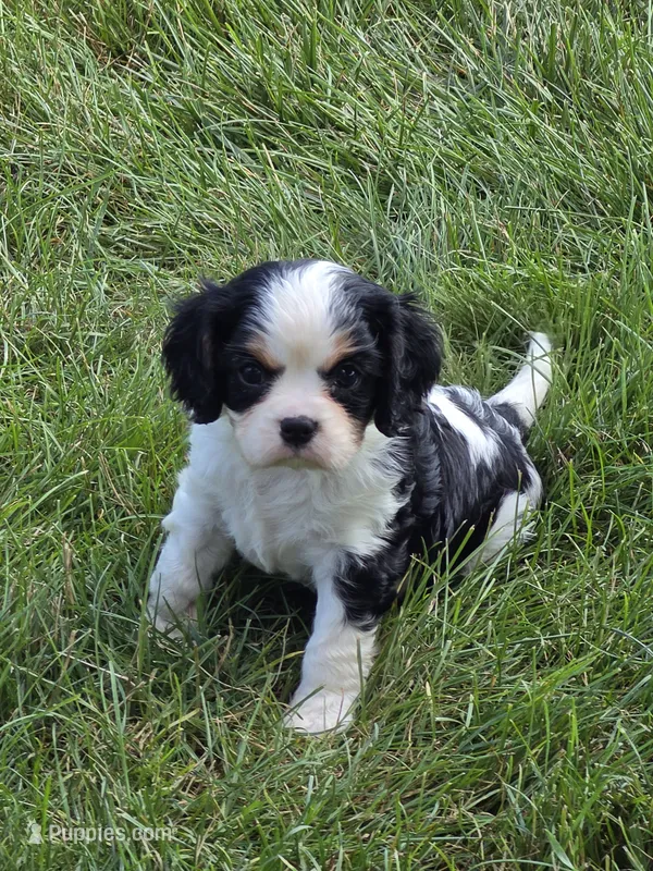 Chip – Cavalier King Charles Spaniel puppy for sale in Beach City, OH