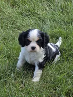 Chip, a male Cavalier King Charles Spaniel for sale in Beach City, OH – 1 of 1