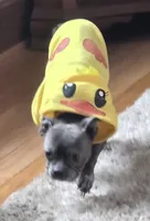 Ducky, a female Boston Terrier and French Bulldog for sale in Beach City, OH – 2 of 2