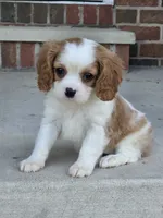 Teddy, a male Cavalier King Charles Spaniel for sale in Beach City, OH – 1 of 5