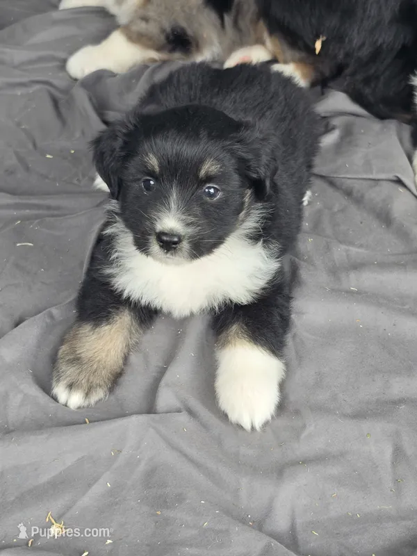 Shep – Miniature Australian Shepherd puppy for sale in Beach City, OH