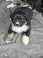 Shep, a male Miniature Australian Shepherd for sale in Beach City, OH – 1 of 1
