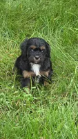 Rio, a male Cavalier King Charles Spaniel for sale in Beach City, OH – 2 of 3
