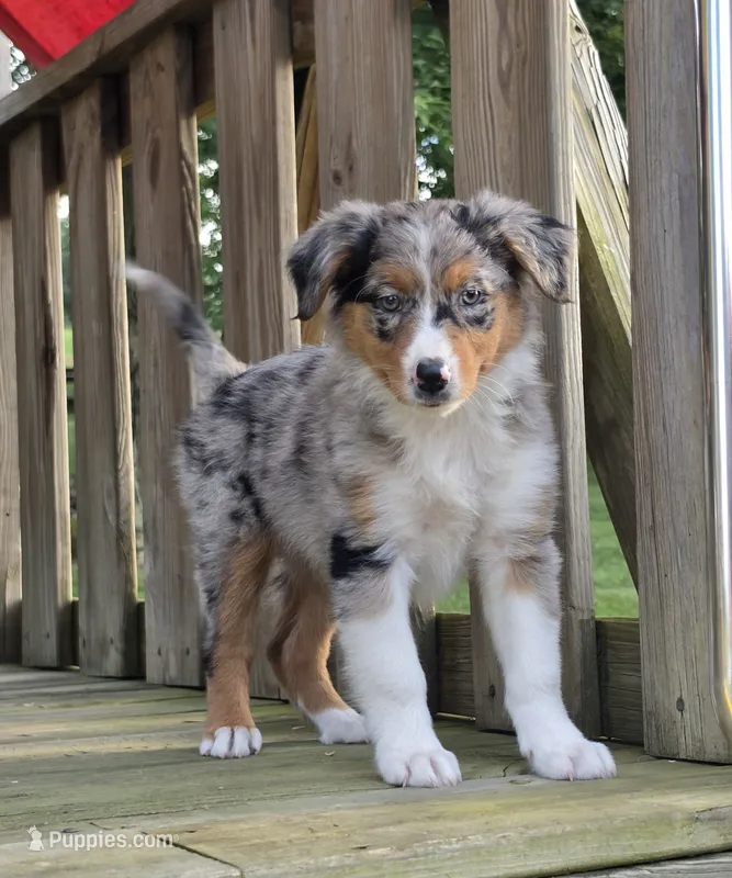 Mya – Australian Shepherd puppy for sale in Beach City, OH