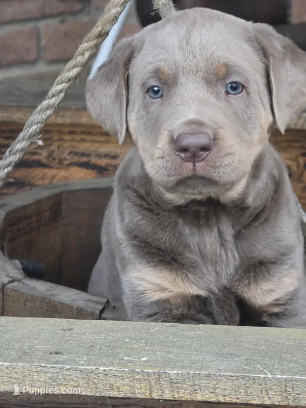Tank – Labrador Retriever puppy for sale in Beach City, OH