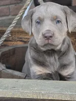 Tank, a male Labrador Retriever for sale in Beach City, OH – Photo 1 of 5