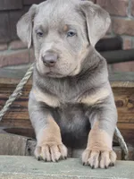 Tank, a male Labrador Retriever for sale in Beach City, OH – Photo 2 of 5