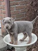 Tank, a male Labrador Retriever for sale in Beach City, OH – Photo 3 of 5