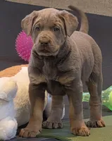 Tank, a male Labrador Retriever for sale in Beach City, OH – Photo 4 of 5