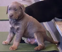 Tank, a male Labrador Retriever for sale in Beach City, OH – Photo 5 of 5