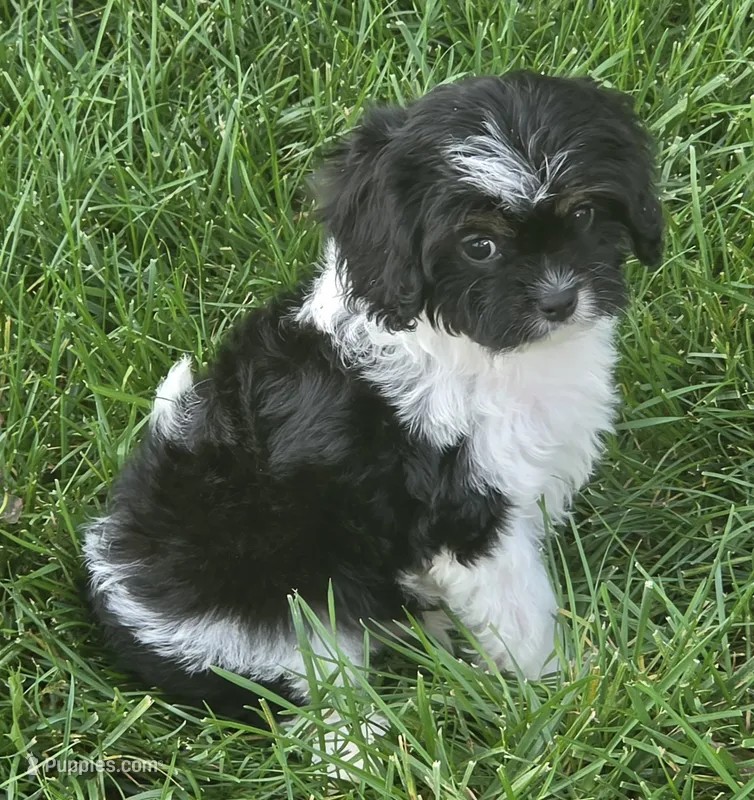 Scout – Cavalier King Charles Spaniel puppy for sale in Beach City, OH