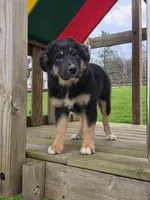 Nikki, a female Australian Shepherd for sale in Beach City, OH – Photo 2 of 2
