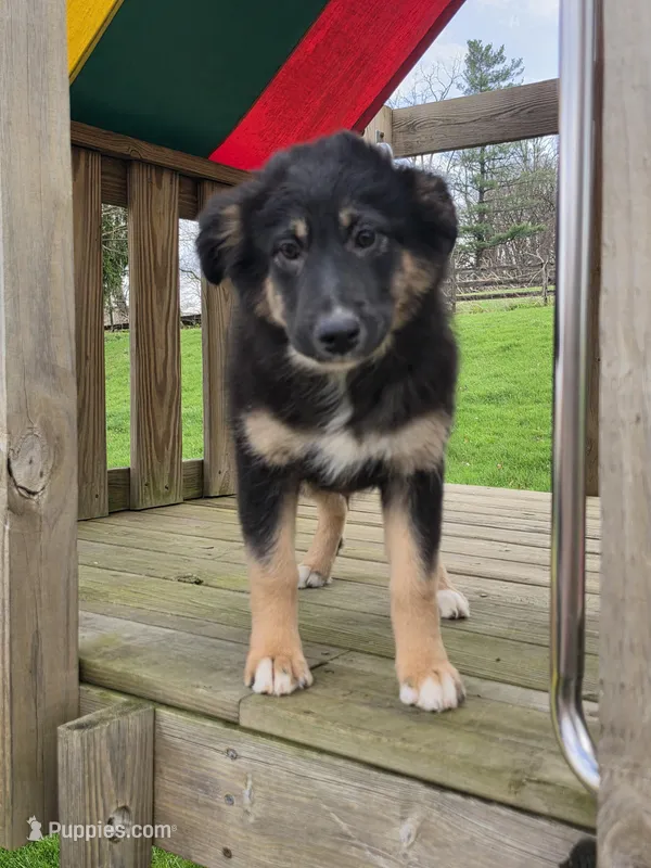 Nikki, a female Australian Shepherd for sale in Beach City, OH – Photo 1 of 2