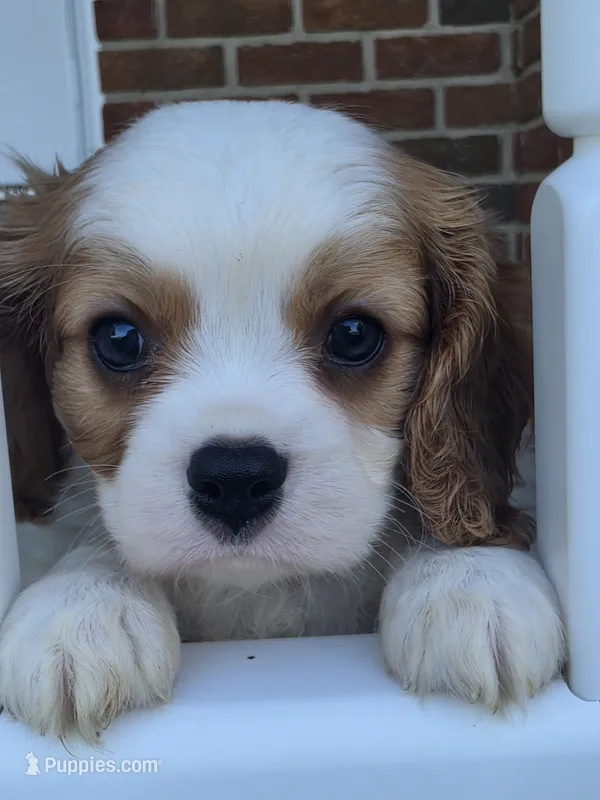 Bentley  – Cavalier King Charles Spaniel puppy for sale in Beach City, OH