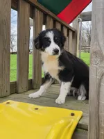 Hazel, a female Australian Shepherd for sale in Beach City, OH – Photo 1 of 3