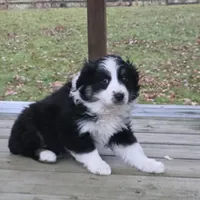 Hazel, a female Australian Shepherd for sale in Beach City, OH – Photo 3 of 3