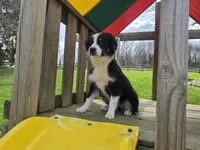Hazel, a female Australian Shepherd for sale in Beach City, OH – Photo 2 of 3