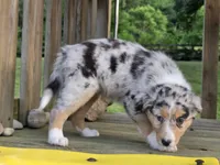 Kya, a female Australian Shepherd for sale in Beach City, OH – 2 of 4