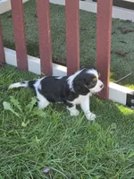 Tucker, a male Cavalier King Charles Spaniel for sale in Beach City, OH – 4 of 4