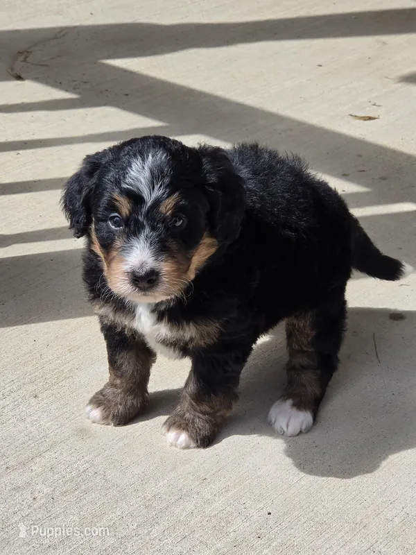 Lola – Miniature Bernedoodle puppy for sale in Beach City, OH