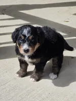Lola, a female Miniature Bernedoodle for sale in Beach City, OH – 1 of 4