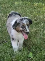 Maggie, a female Australian Shepherd for sale in Beach City, OH – 2 of 3