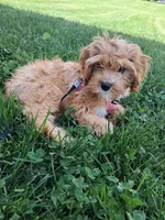 Winnie, a female Cavapoo for sale in Beach City, OH – 6 of 6