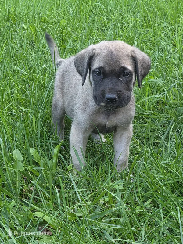 Nala – English Mastiff puppy for sale in Beach City, OH