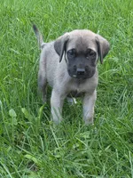 Nala, a female English Mastiff for sale in Beach City, OH – 1 of 1