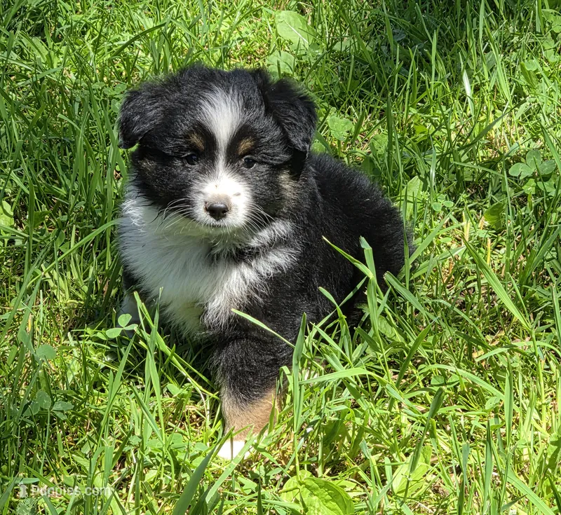 Luke – Miniature Australian Shepherd puppy for sale in Beach City, OH