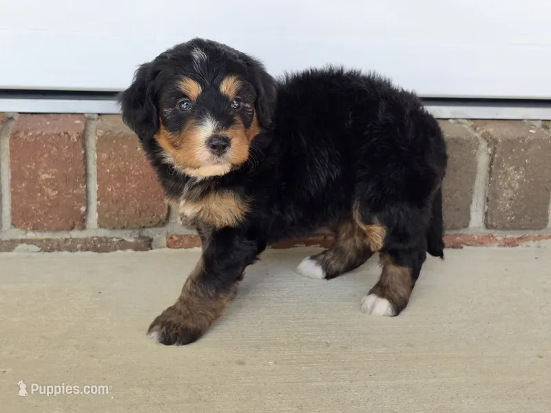 Hazel – Miniature Bernedoodle puppy for sale in Beach City, OH