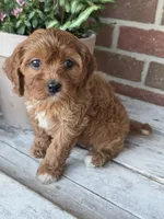 Ruby, a female Cavapoo for sale in Beach City, OH – 3 of 3