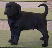 Jack, a male Labrador Retriever for sale in Beach City, OH – Photo 2 of 2